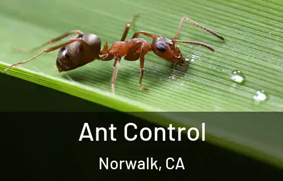  Ant Control Norwalk, CA