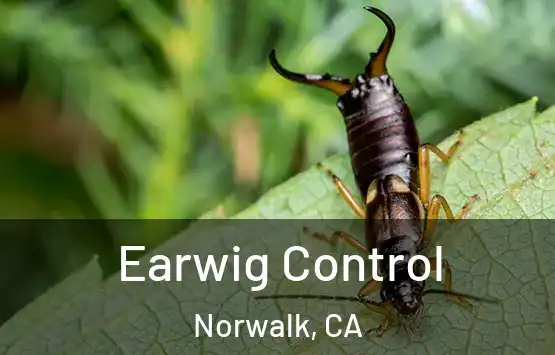  Earwig Control Norwalk, CA