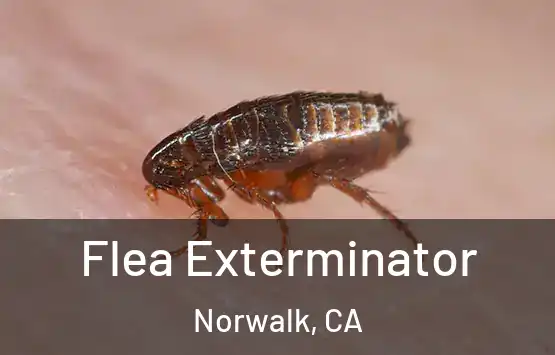  Flea Exterminator Norwalk, CA