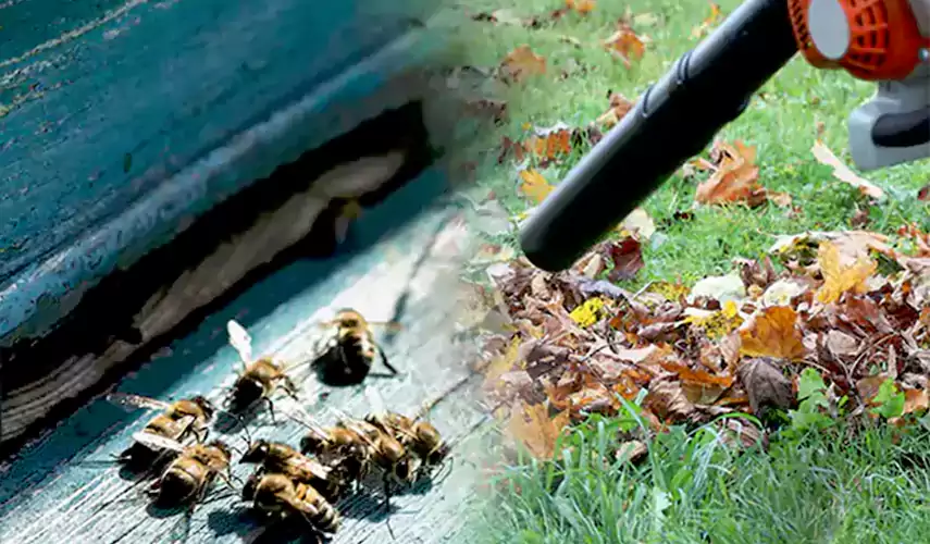 Wasps Pest Control Norwalk, CA
