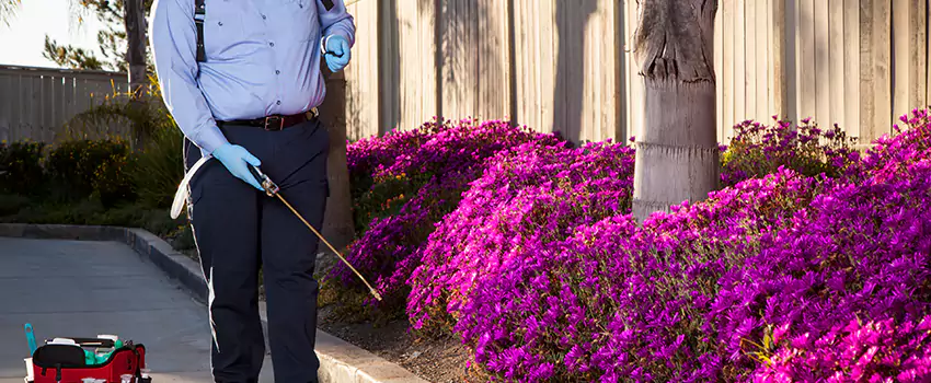 Commercial Mosquito Control Services in Norwalk, CA