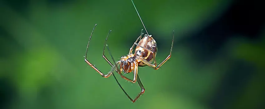 Spider and Mosquito Control Solutions Norwalk, CA