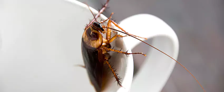 cockroach-treatment in Norwalk, CA