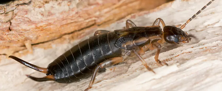 earwig-control in Norwalk, CA