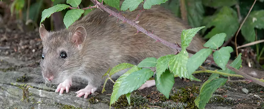 mice-control in Norwalk, CA