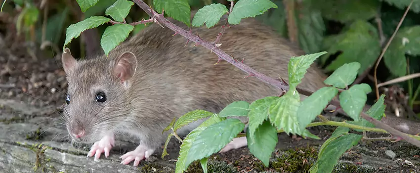 mouse-control in Norwalk, CA