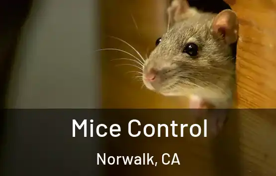  Mice Control Norwalk, CA