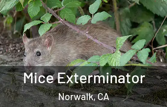  Mice Exterminator Norwalk, CA