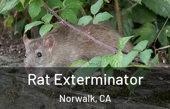  Rat Exterminator Norwalk, CA