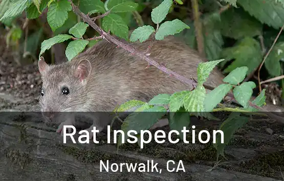  Rat Inspection Norwalk, CA