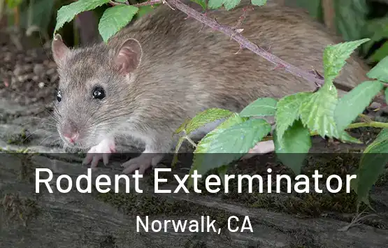  Rodent Exterminator Norwalk, CA