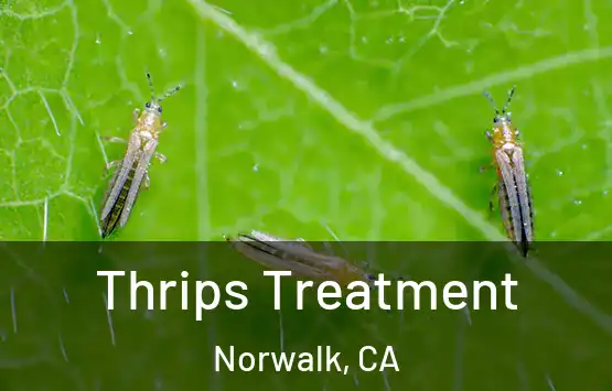  Thrips Treatment Norwalk, CA